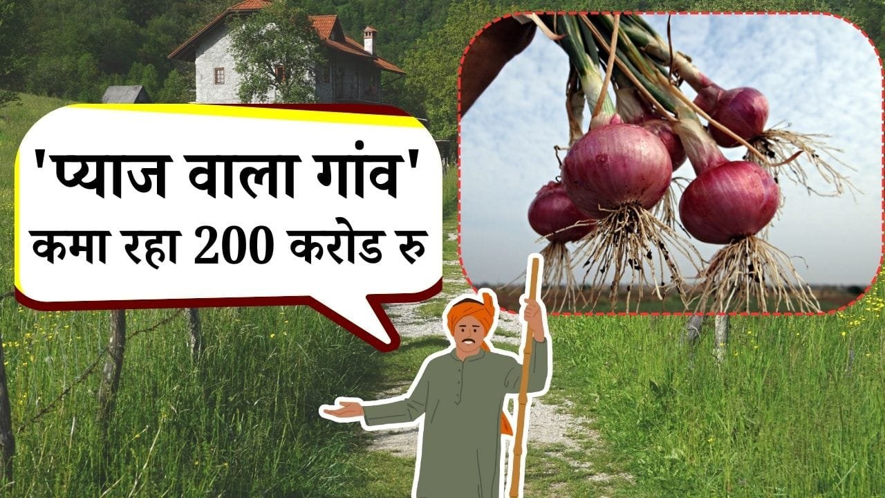 मीठे प्याज की खेती