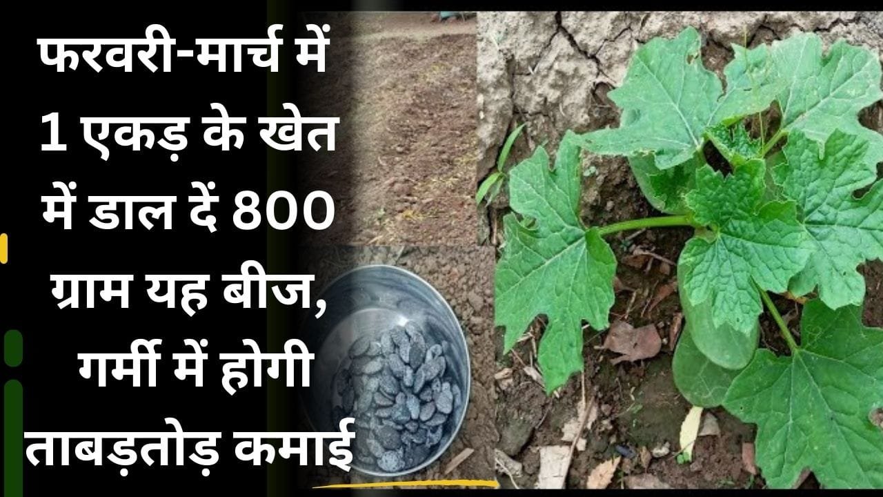 तोरई की खेती में कमाई