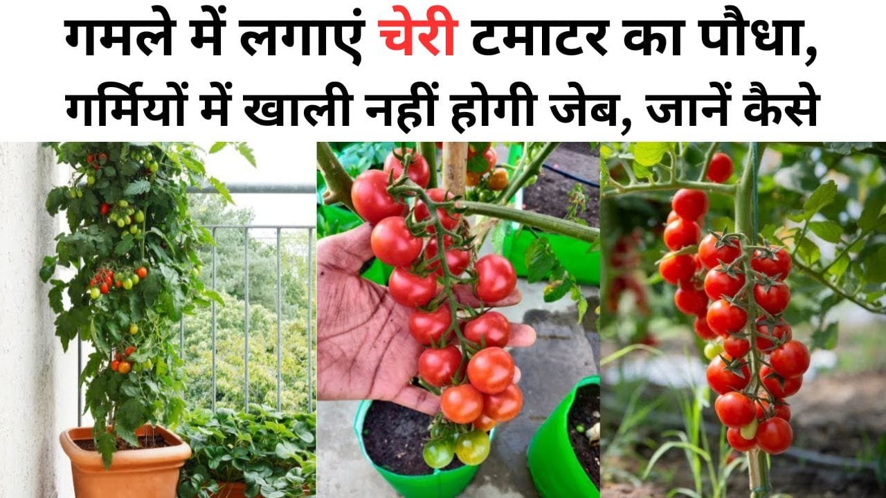 चेरी टमाटर