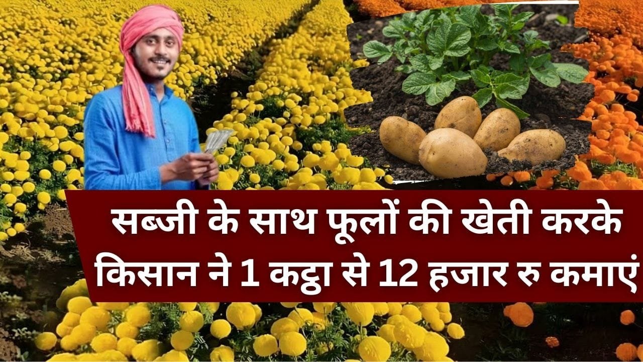 आलू और फूलों की खेती