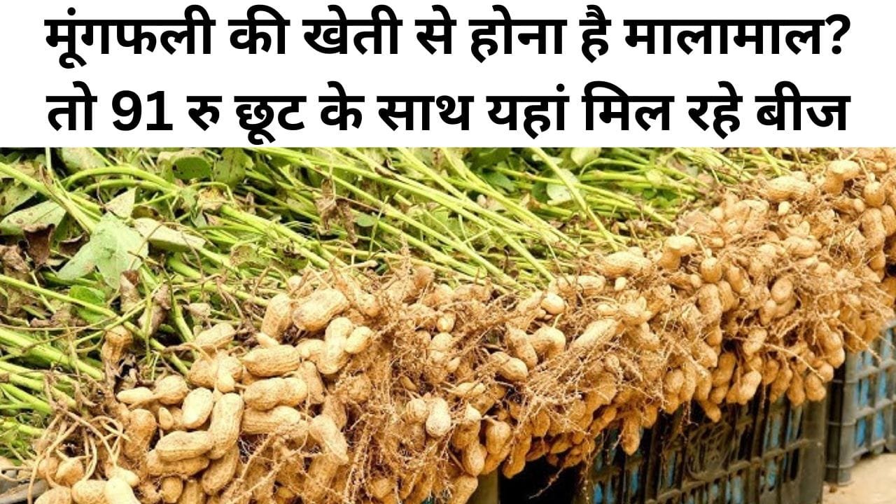 मूंगफली के बीज पर सब्सिडी