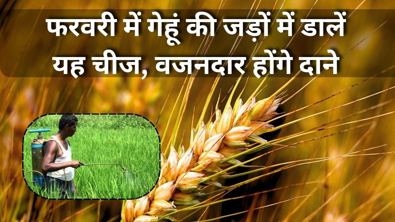 गेहूं के दाने