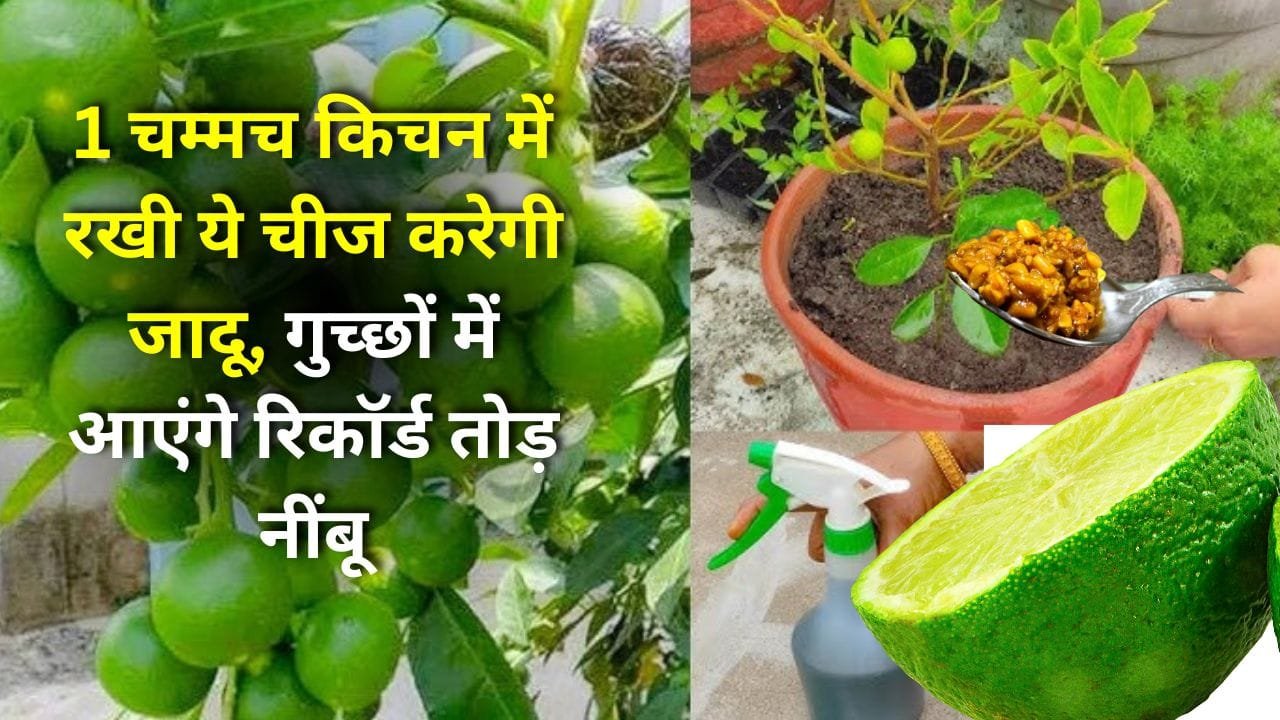 मेथी दाना