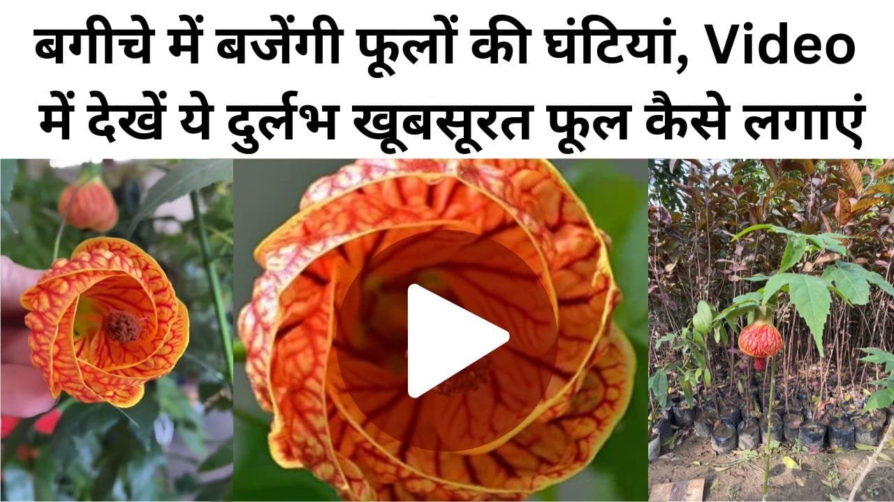 एबूटिलोन पिक्टम (घंटी गुड़हल)