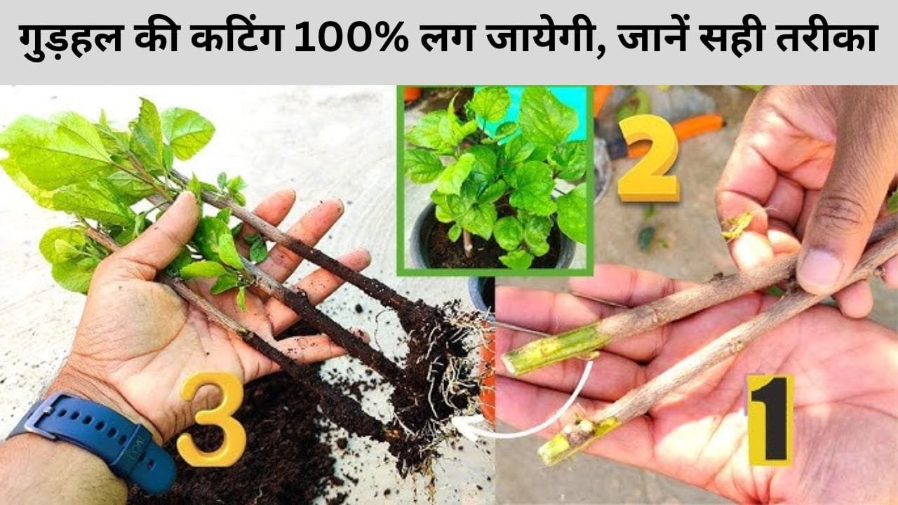 गुड़हल की कटिंग कैसे लगाएं