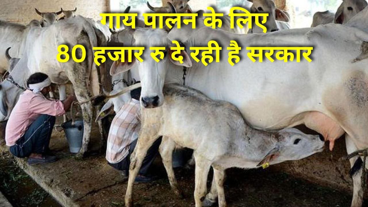 नंद बाबा दुग्ध मिशन योजना