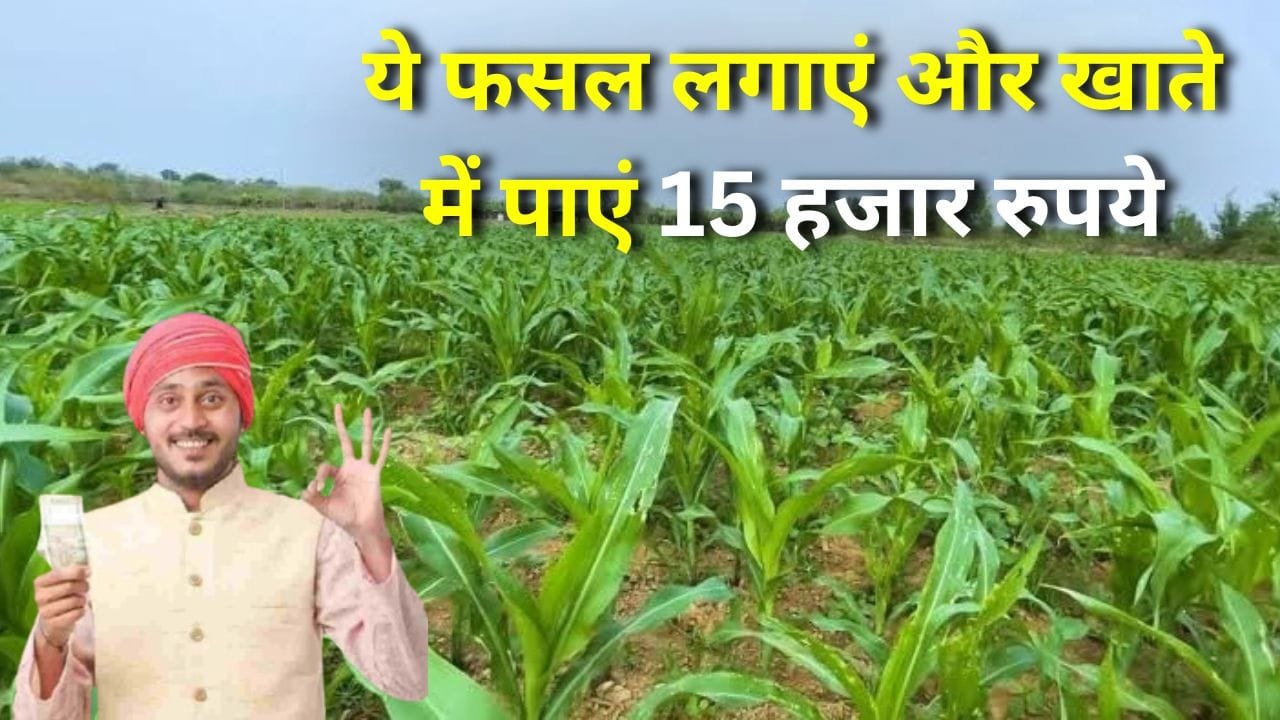 मक्का के बीजों पर अनुदान