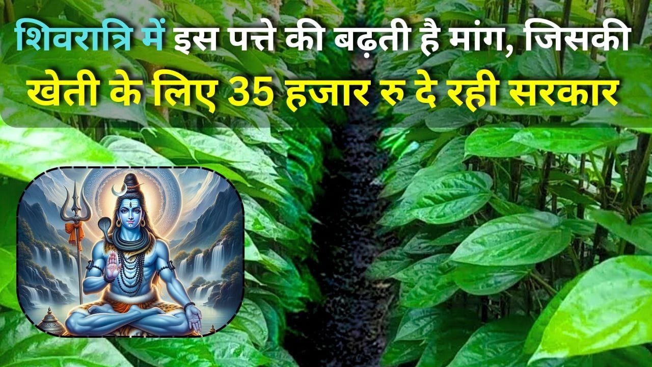 पान विकास योजना