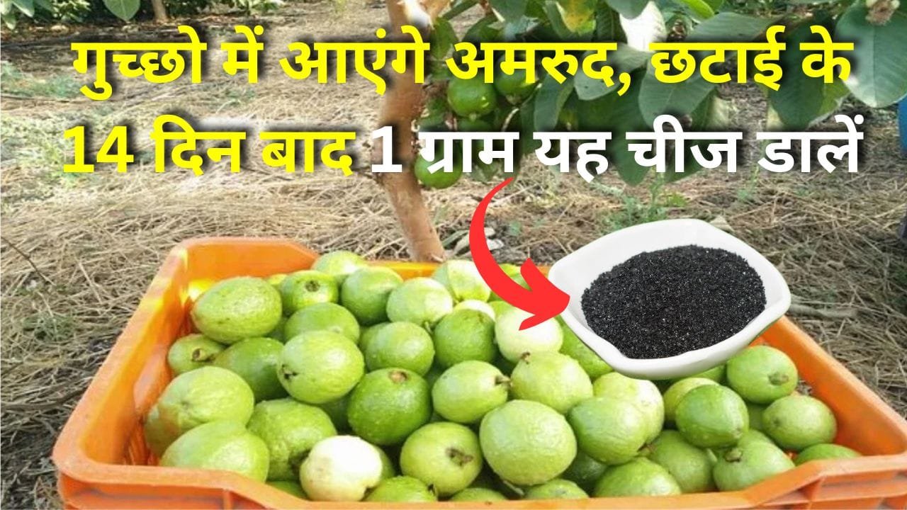 ह्युमिक एसिड