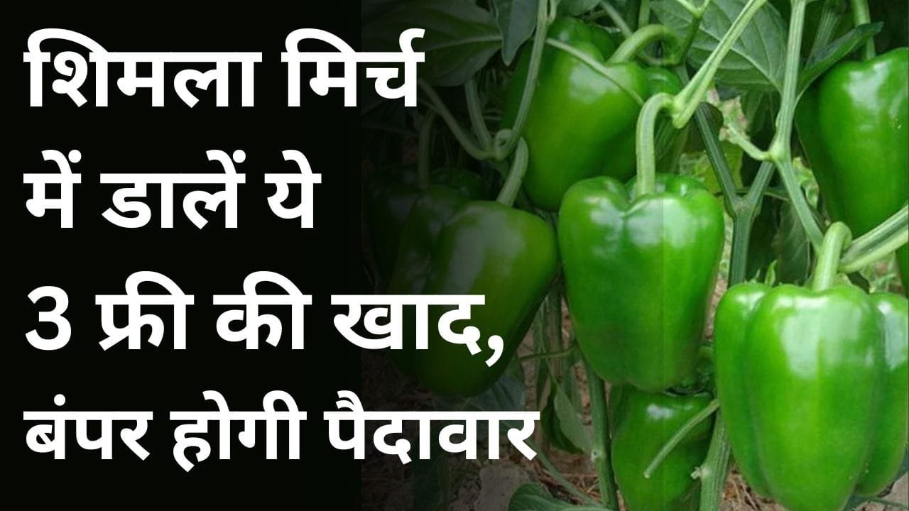 फ्री की खाद