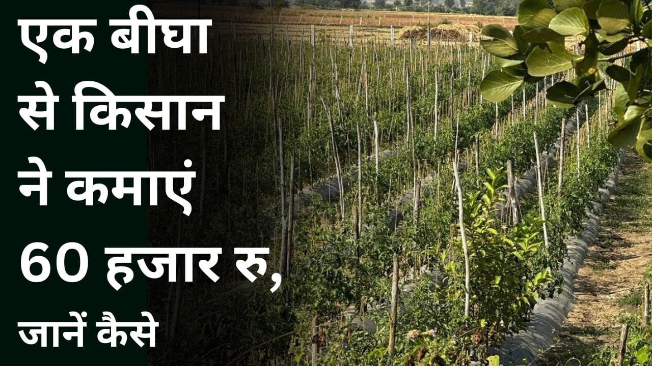 टमाटर की खेती