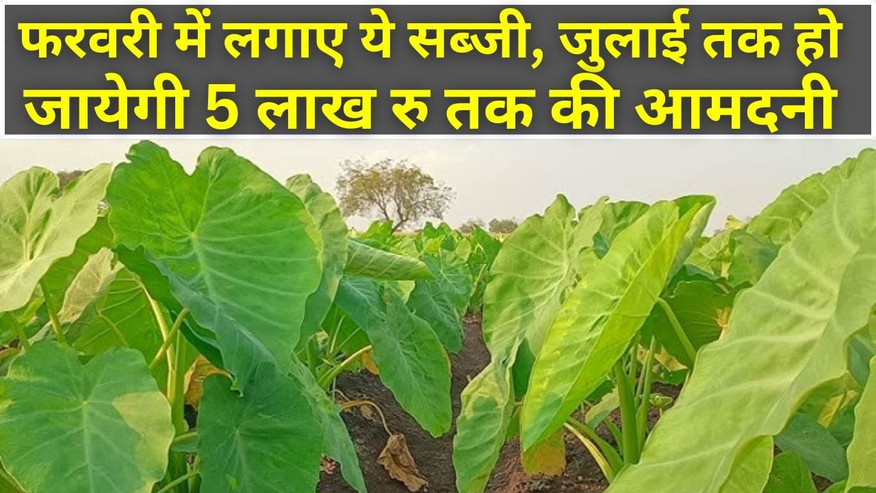 अरबी की खेती