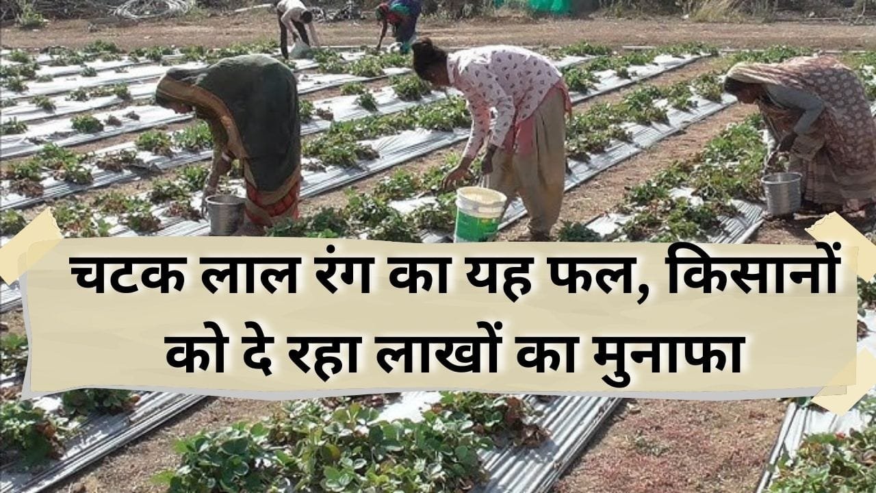 स्ट्रॉबेरी के खेती