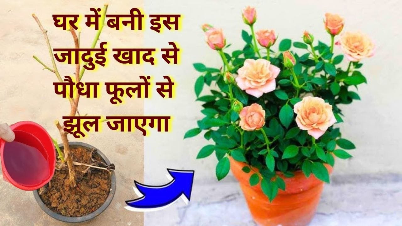 घर पर कैसे बनाएं खाद