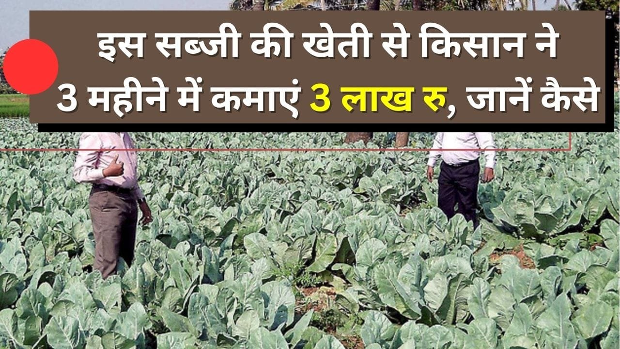 फूलगोभी की खेती