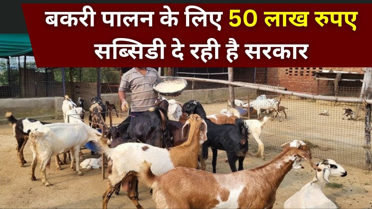 बकरी पालन के लिए सब्सिडी