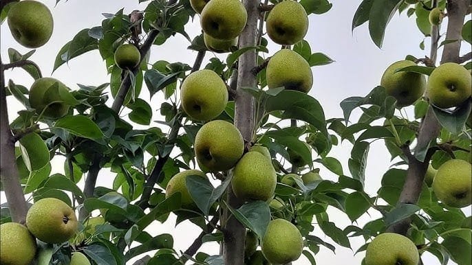 नाशपाती