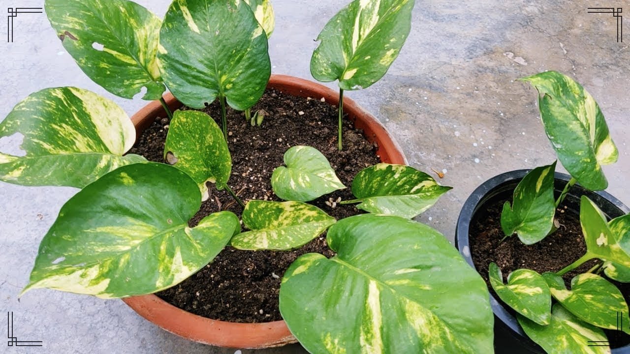 मनी प्लांट किस दिशा में रखें