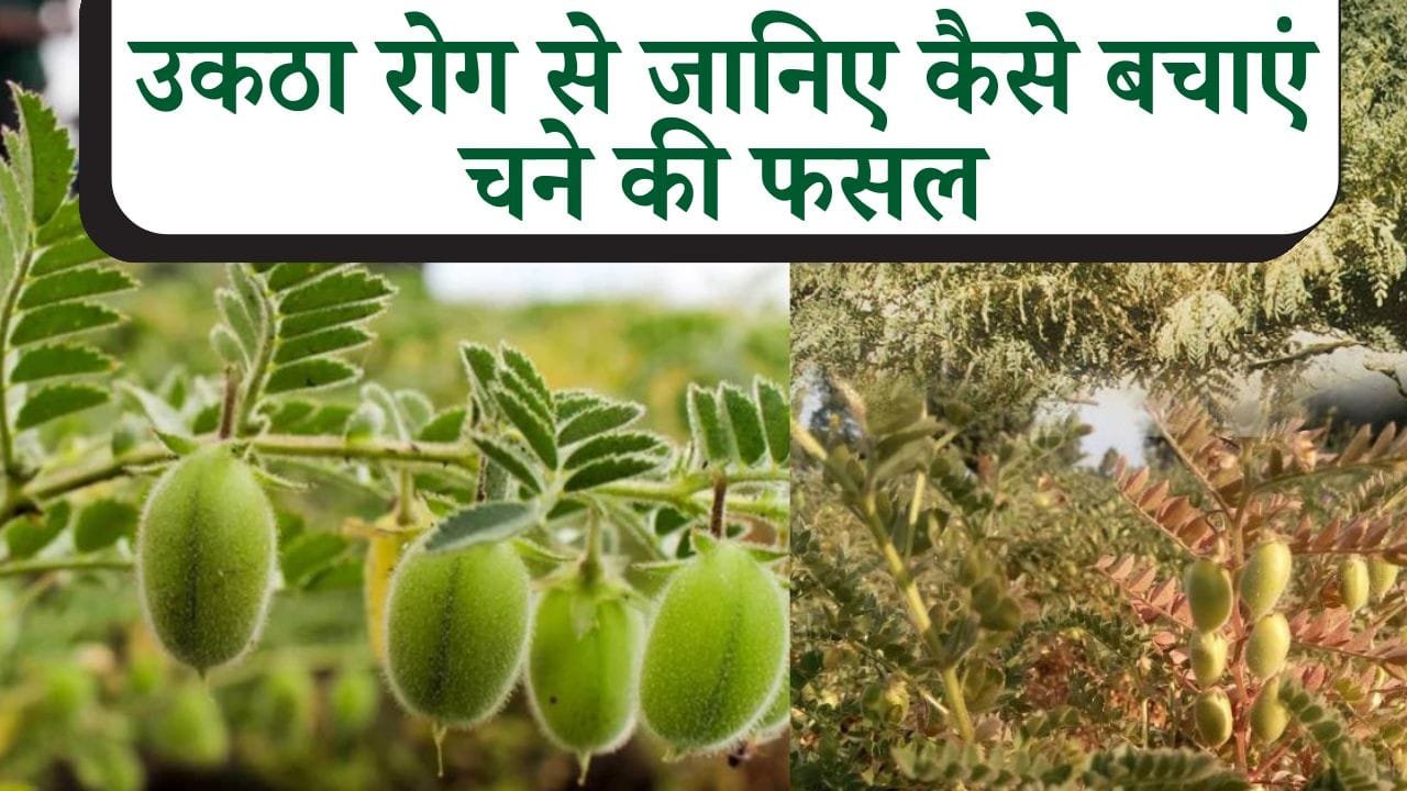 चने की फसल में रोग