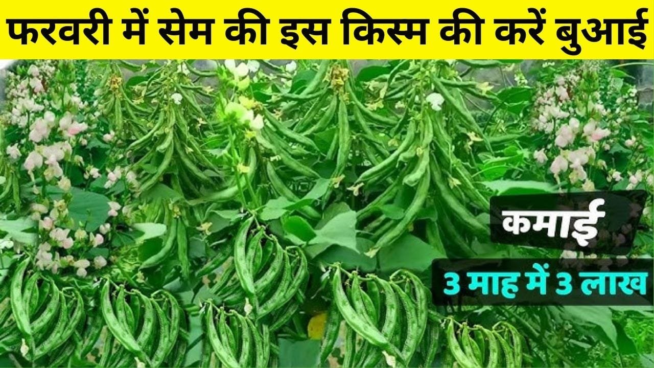 फरवरी के महीने में सेम की इस किस्म की करें बुआई, अच्छी उपज के साथ होगी मोटी कमाई, जाने वसंत ऋतु में बुआई का तरीका