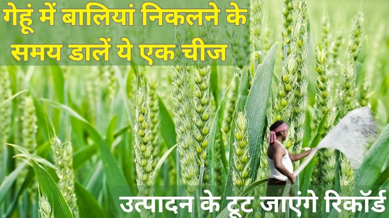 Agriculture Tips: गेहूं की फसल में बालियां निकलने के समय डालें ये एक चीज, चमकदार मोटे दानों के साथ उत्पादन के टूट जाएंगे हर रिकॉर्ड