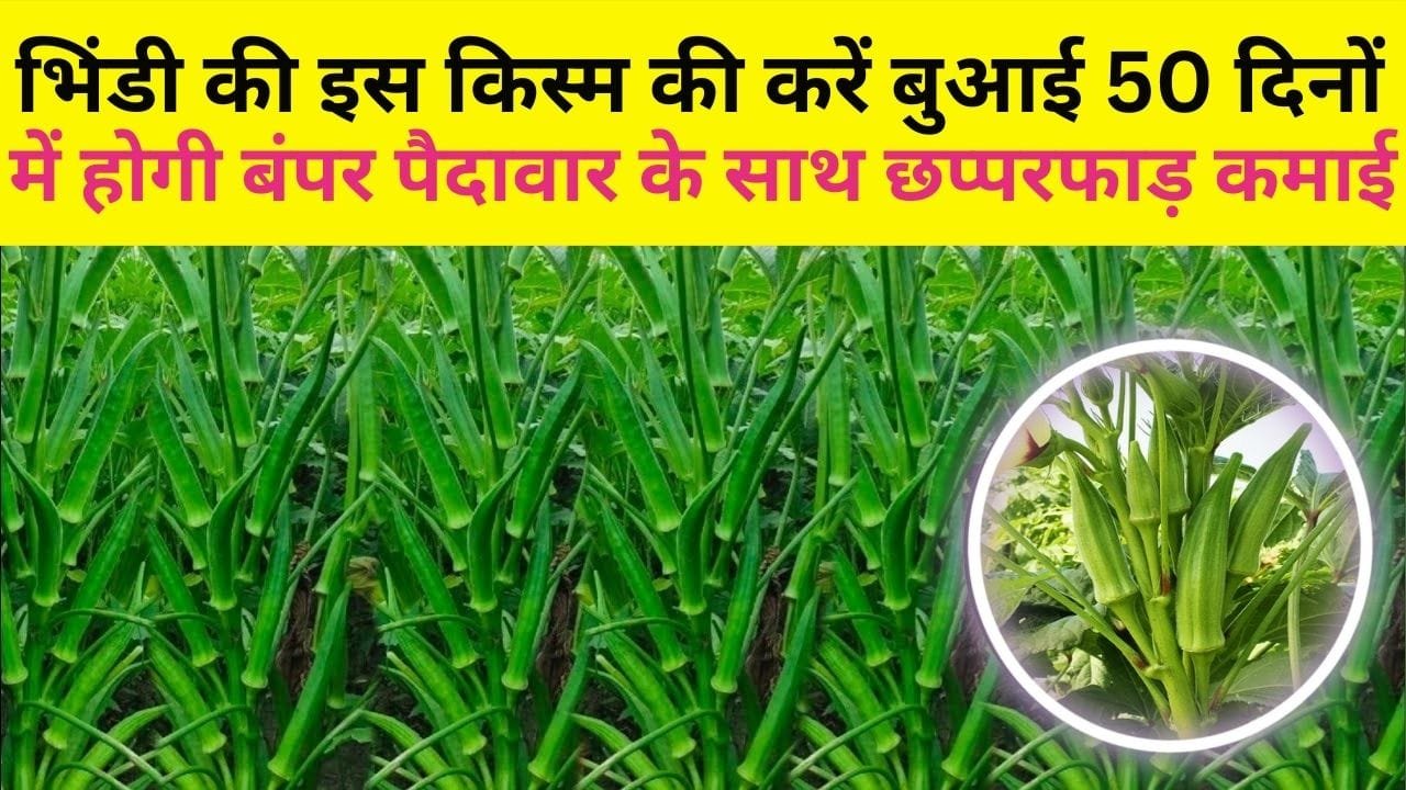 भिंडी की इस किस्म की करें बुआई, 50 दिनों के अंदर होगी बंपर पैदावार के साथ छप्परफाड़ कमाई, जाने बसंत ऋतु में बुवाई का तरीका