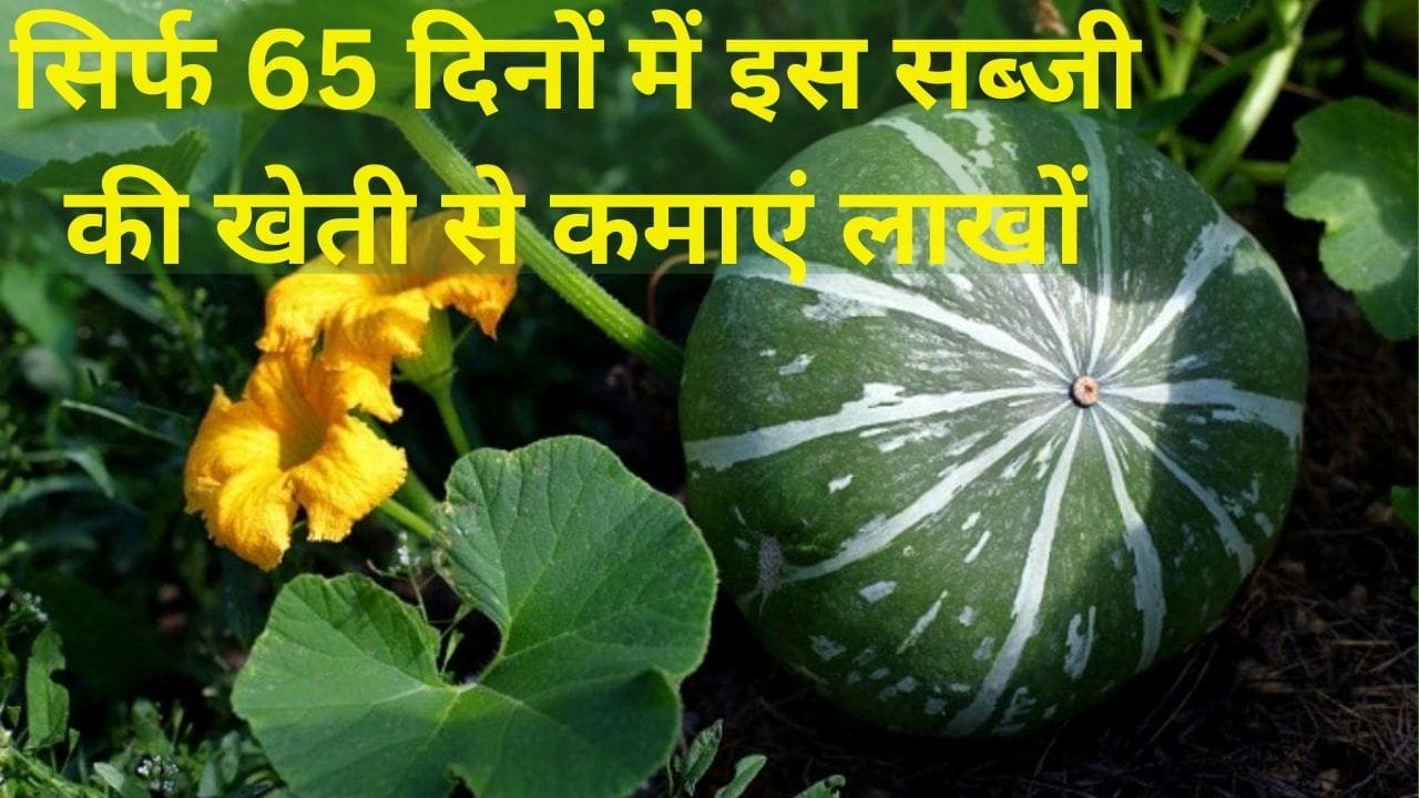 सिर्फ 65 दिनों में इस सब्जी की खेती से कमाएं लाखों, मार्केट में रहती है खूब डिमांड खेती से किसान हो जाएंगे मालामाल, जाने बुवाई का तरीका