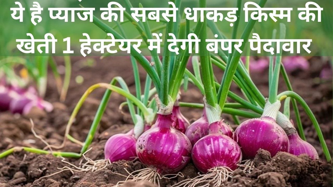 ये है प्याज की सबसे धाकड़ किस्म की खेती, 1 हेक्टेयर में देगी बंपर पैदावार के साथ लाखों का मुनाफा खेती से बन जाएंगे धन्ना सेठ, जाने नाम