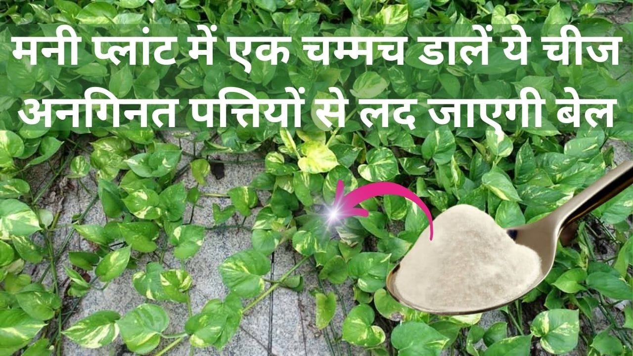 Gardening tips: मनी प्लांट में एक चम्मच डालें किचन में रखी ये चीज, अनगिनत पत्तियों से लद जाएगी बेल माली ने खुद इस्तेमाल करके दिखाया कमाल