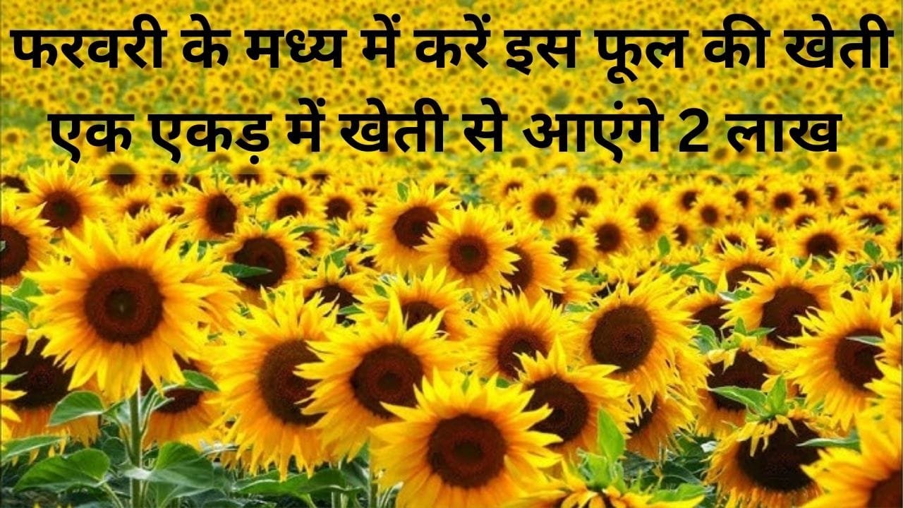 फरवरी के मध्य में करें इस फसल की खेती, एक एकड़ में खेती से आएंगे 2 लाख रूपए मार्केट में है खूब डिमांड, जाने नाम
