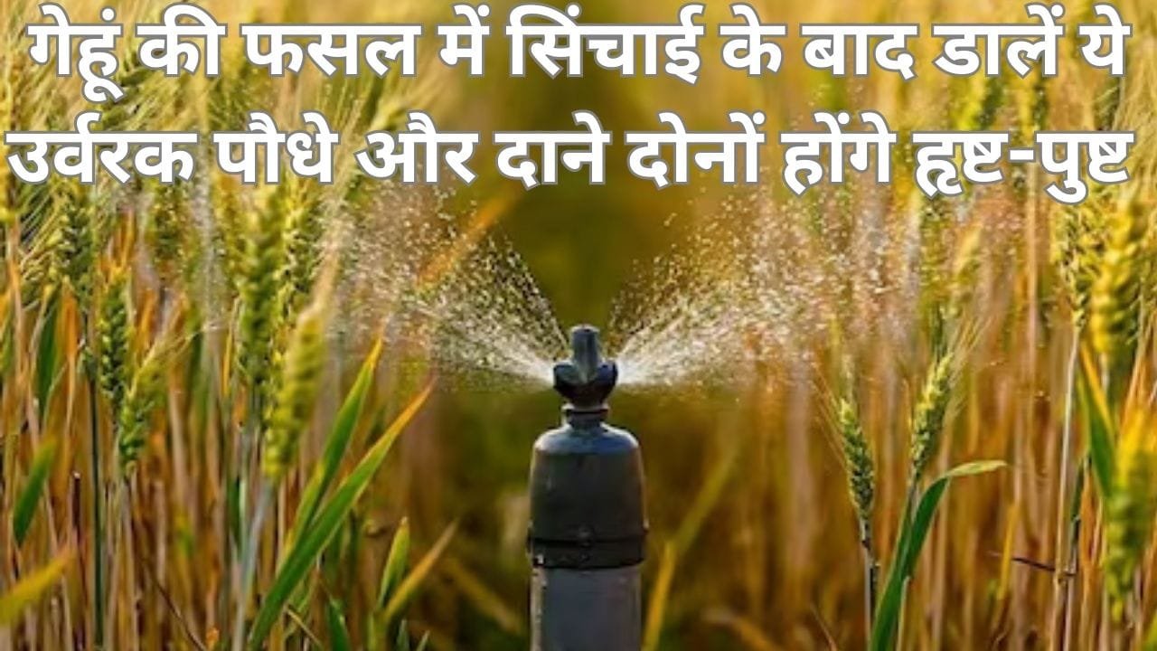 Agricultural Tips: गेहूं की फसल में सिंचाई के बाद डालें ये उर्वरक, पौधे और दाने दोनों होंगे हृष्ट-पुष्ट गेहूं की बाली होगी लंबी-मोटी और मजबूत