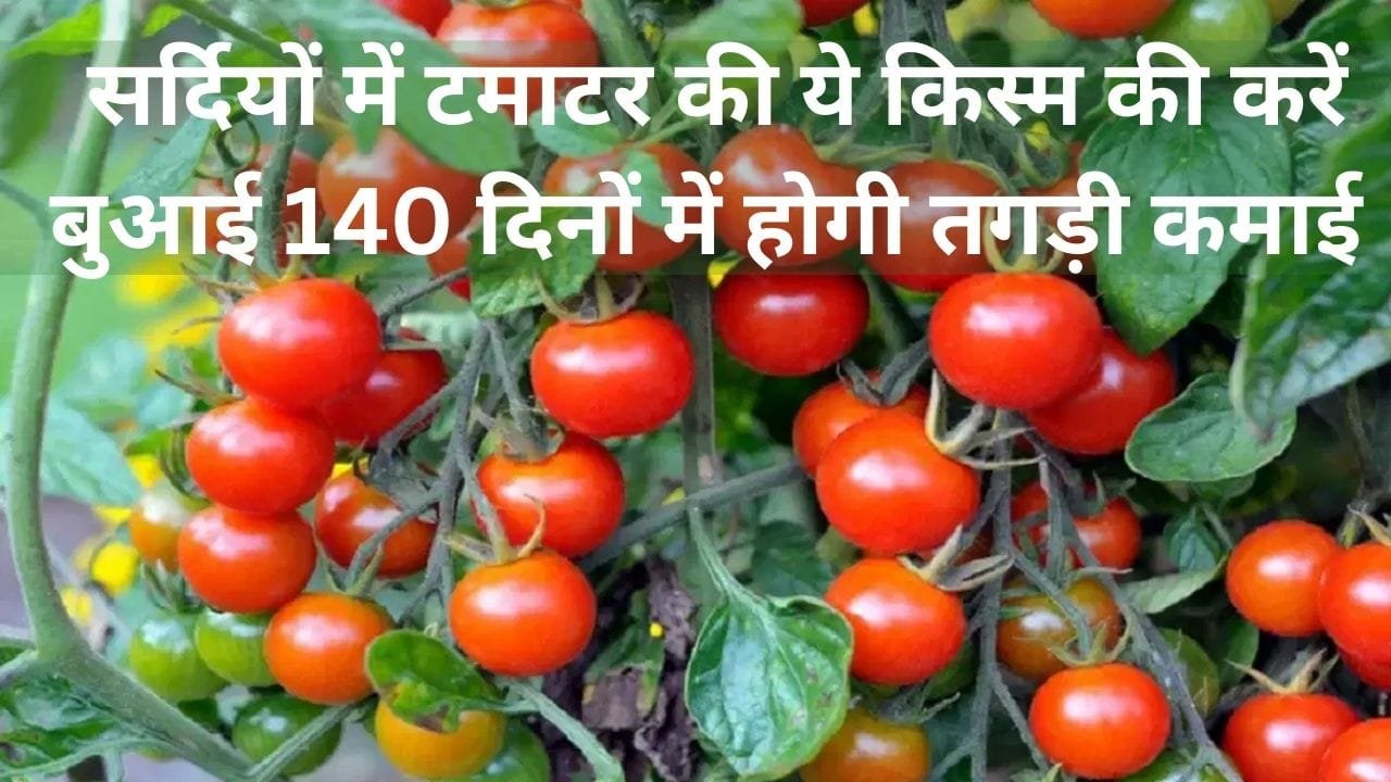 सर्दियों में टमाटर की ये किस्म की करें बुआई, 140 दिनों में होगी बंपर पैदावार के साथ तगड़ी कमाई मार्केट में सालभर रहती है खूब मांग, जाने नाम