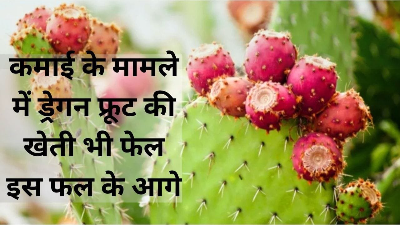 कमाई के मामले में ड्रेगन फ्रूट की खेती भी फेल इस फल के आगे, एकबार करें पौधों की रोपाई कई सालों तक होगी लाखों में कमाई, जाने नाम