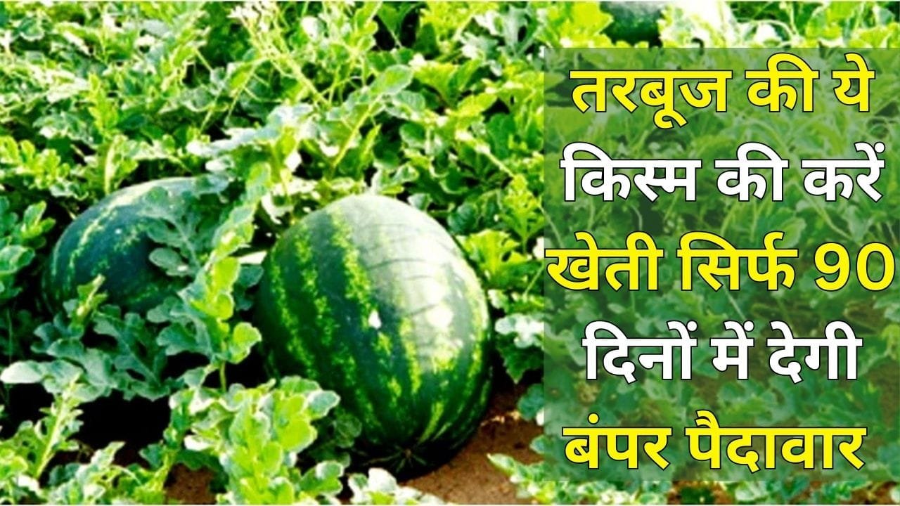 पैसे छापने की मशीन है तरबूज की ये किस्म की खेती, सिर्फ 90 दिनों में होगी बंपर पैदावार के साथ जबरदस्त कमाई, जाने बसंत ऋतु में बुवाई का तरीका