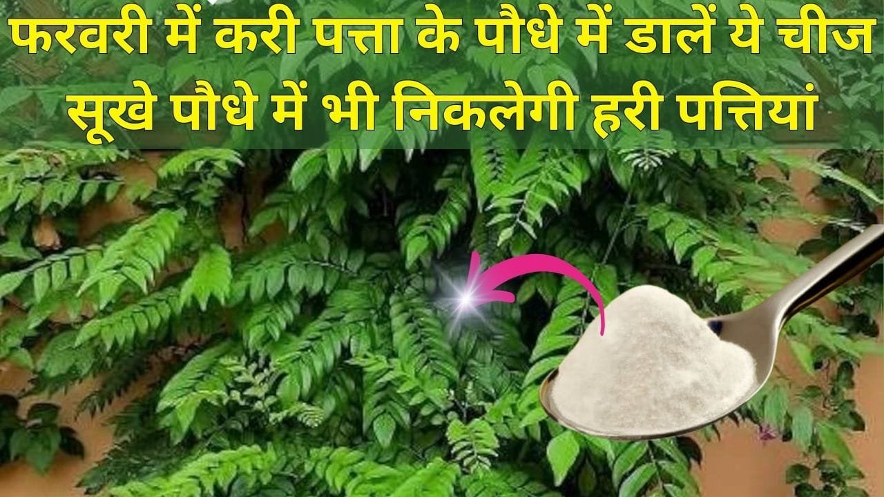 Gardening tips: फरवरी में करी पत्ता के पौधे में 1 चम्मच डालें ये चीज, सर्दियों में सूखे पौधे में भी निकलेगी हरी पत्तियां माली का ये राज हर किसी के नहीं है पास