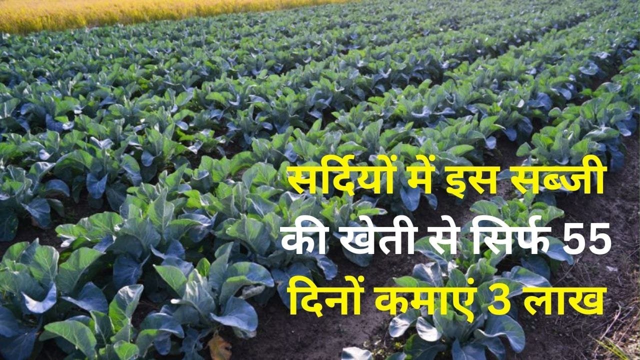 सर्दियों के मौसम में करें इस सब्जी की खेती, सिर्फ 55 दिनों में 1 एकड़ में खेती से आएंगे 3 लाख रूपए, जाने नाम