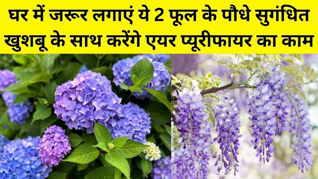 Gardening tips: घर में जरूर लगाएं ये 2 खूबसूरत फूल के पौधे, मुफ्त में सुगंधित खुशबू के साथ करेंगे एयर प्यूरीफायर का काम, जाने नाम