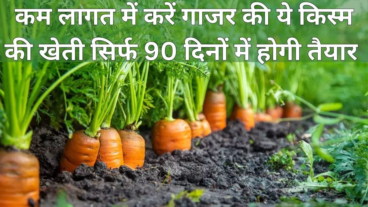 कम लागत में करें गाजर की ये किस्म की खेती, सिर्फ 90 दिनों में होगी तैयार 1 हेक्टेयर में देगी बंपर पैदावार, जाने नाम