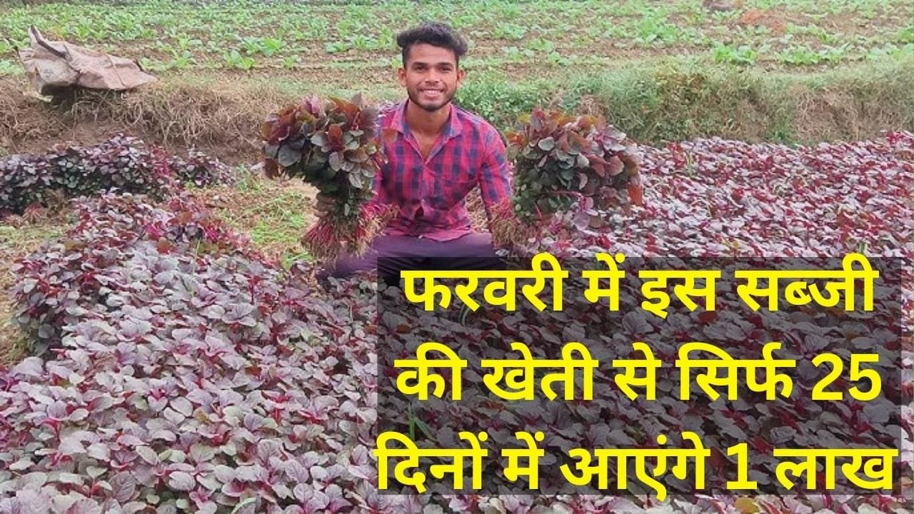 फरवरी के महीने में करें इस लाल सब्जी की खेती, सिर्फ 25 दिनों में एक एकड़ से आएंगे 1 लाख मालामाल हो जाएंगे किसान, जाने नाम