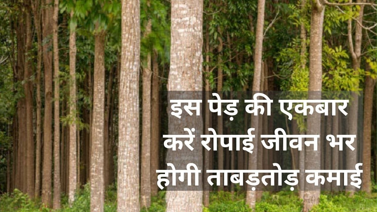 इस पेड़ की एकबार करें रोपाई जीवन भर होगी ताबड़तोड़ कमाई, 2 हजार रूपए प्रति घनफीट बिकती है इसकी लकड़ी, जाने नाम