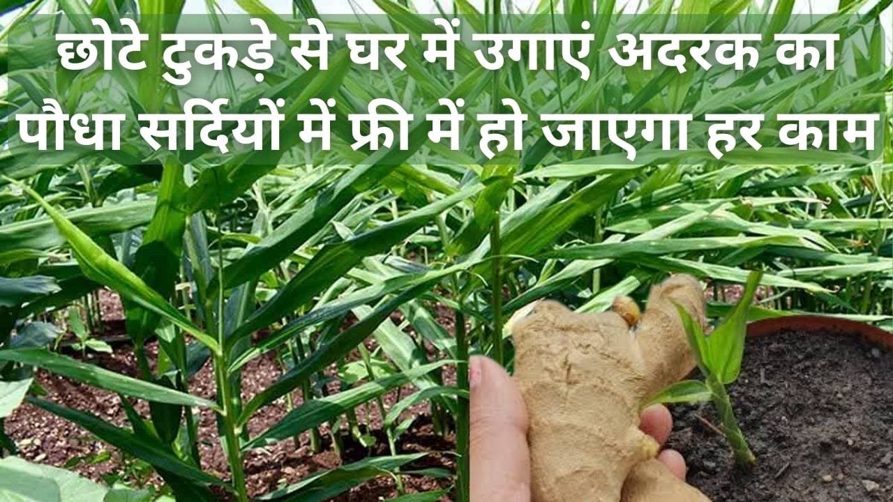 Gardening tips: छोटे टुकड़े से घर में जरूर उगाएं अदरक का पौधा, सर्दियों के मौसम में फ्री में हो जाएगा हर काम, जाने प्रोसेस