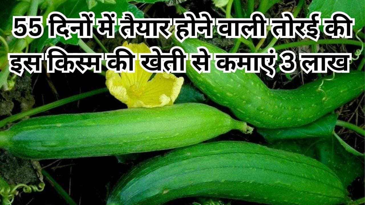 55 दिनों में तैयार होने वाली तोरई की इस किस्म की खेती से कमाएं 3 लाख रूपए, मार्केट में है खूब डिमांड, जाने नाम