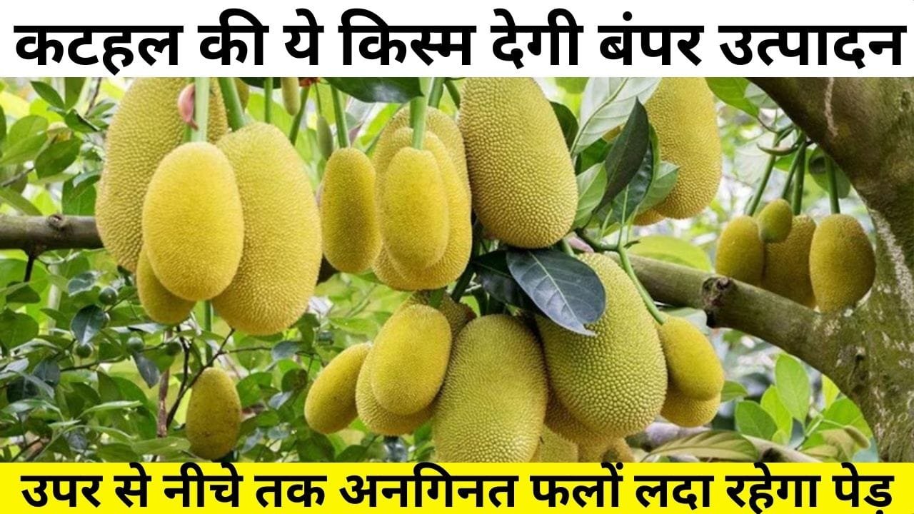 कटहल की ये किस्म देगी बंपर उत्पादन समेत छप्परफाड़ मुनाफा, उपर से नीचे तक अनगिनत फलों हमेशा लदा रहेगा पेड़, जाने नाम