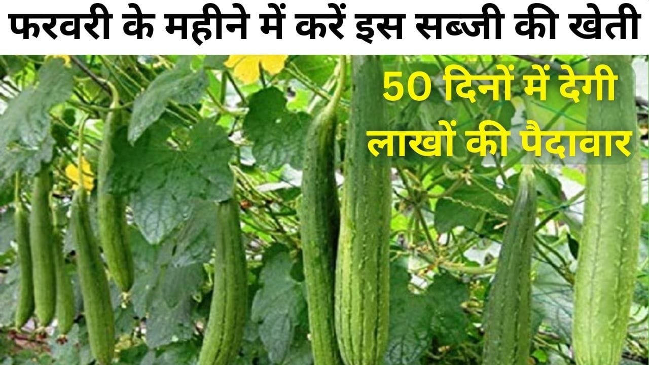 फरवरी के महीने में करें इस सब्जी की खेती, 50 दिनों में होगी तैयार एक एकड़ में देगी लाखों की पैदावार खेती से मालामाल हो जाएंगे किसान, जाने नाम