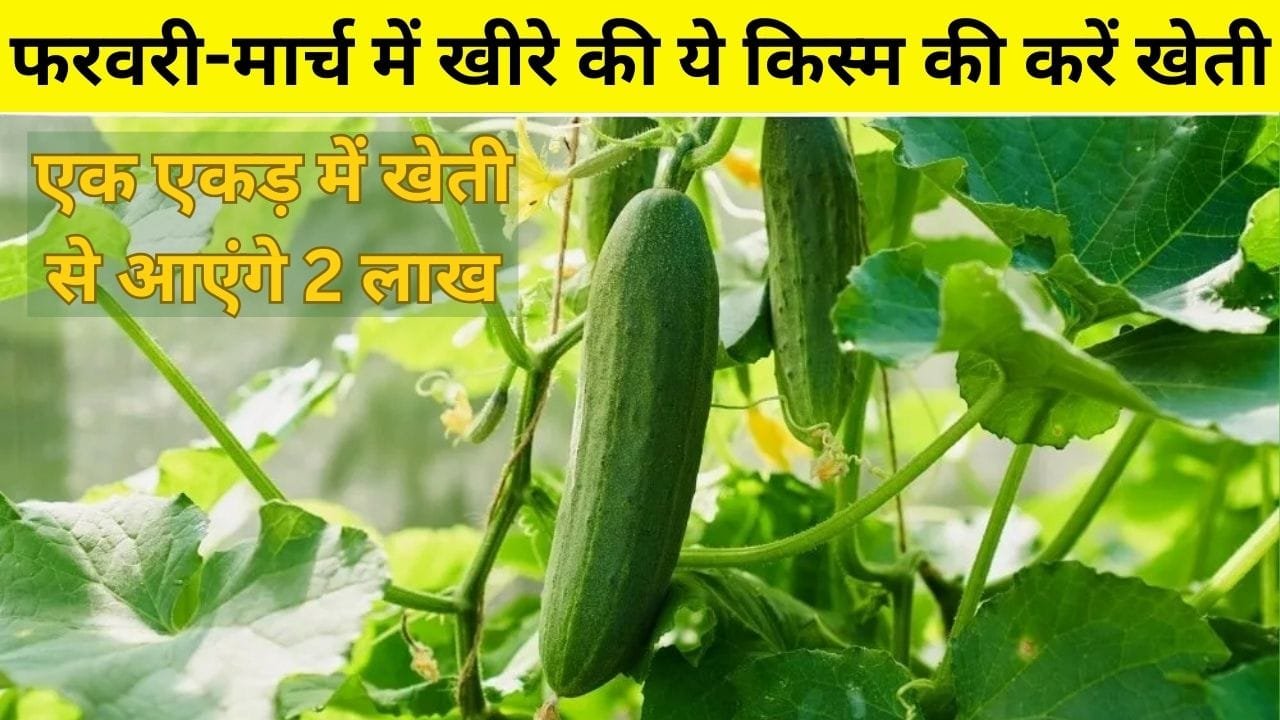 फरवरी-मार्च में खीरे की ये किस्म की करें खेती, 50 दिनों में होगी तैयार एक एकड़ में खेती से आएंगे 2 लाख, जाने बसंत ऋतु में बुवाई का तरीका
