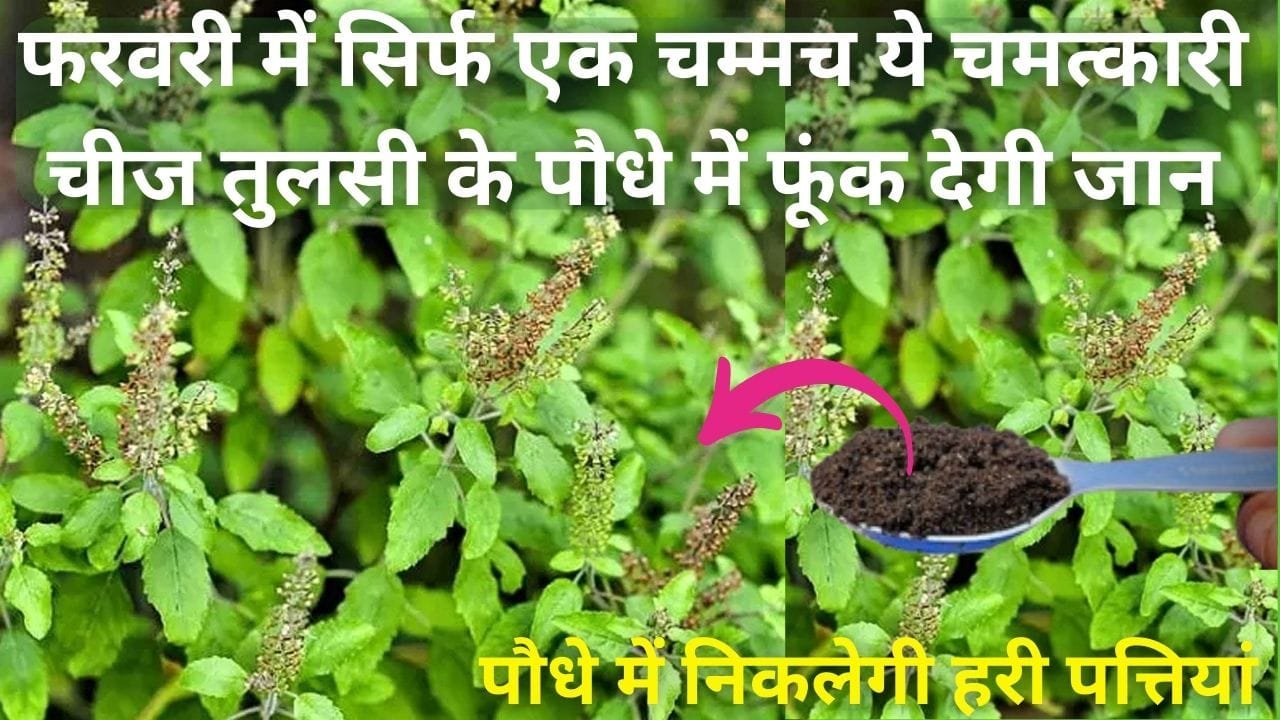 Gardening Tips: फरवरी में सिर्फ एक चम्मच ये चमत्कारी चीज तुलसी के पौधे में फूंक देगी जान, ऐसे करें इस्तेमाल पौधे में निकलेगी हरी पत्तियां