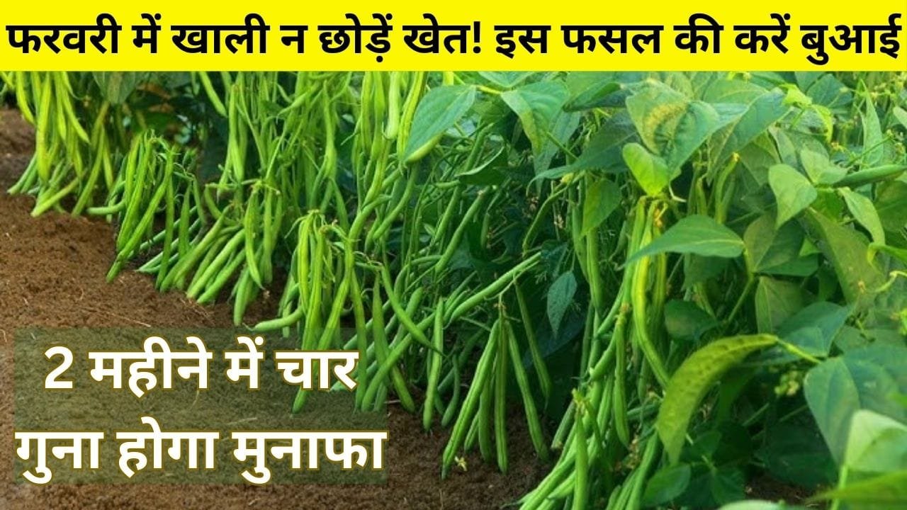 फरवरी में खाली न छोड़ें खेत! इस फसल की करें बुआई, 2 महीने में चार गुना होगा मुनाफा समेत छप्परफाड़ कमाई, जाने बुआई का बेस्ट तरीका