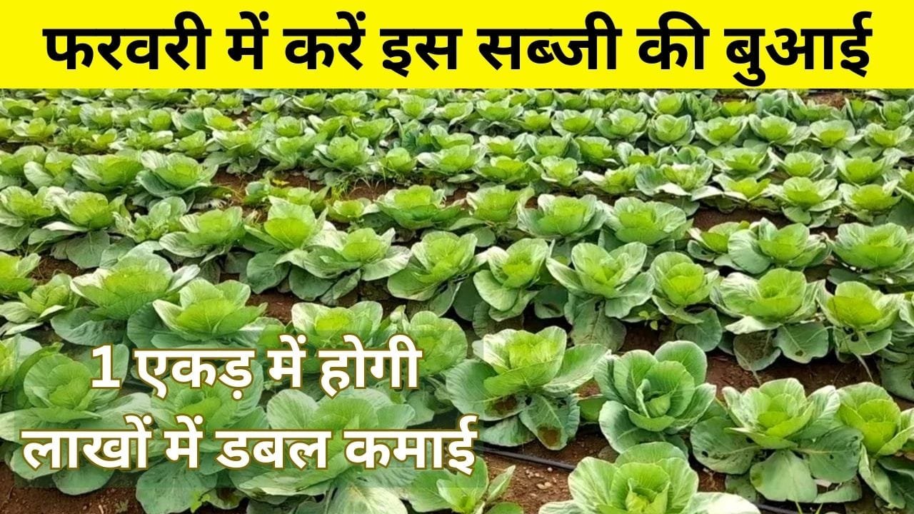 बंजर जमीन भी उगलेगी सोना! फरवरी में करें इस सब्जी की बुआई, 1 एकड़ में होगी लाखों में डबल कमाई समेत बंपर उत्पादन, जाने नाम