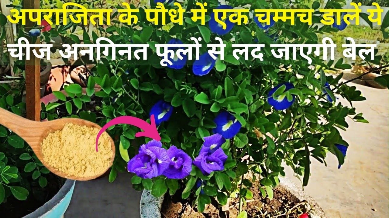 Gardening Tips: अपराजिता के पौधे में एक चम्मच डालें ये चीज, बसंत ऋतु में अनगिनत फूलों से लद जाएगी बेल माली का ये राज हर किसी के नहीं है पास