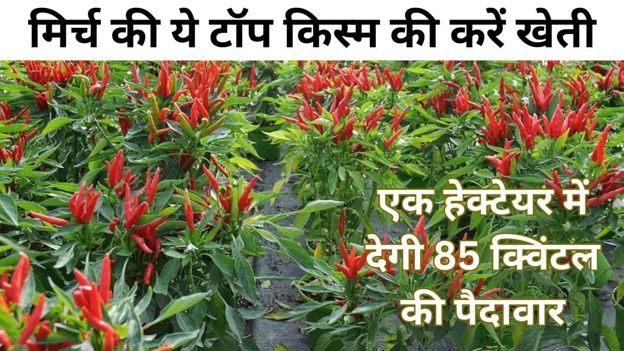 मिर्च की ये टॉप किस्म की करें खेती, एक हेक्टेयर में देगी 85 क्विंटल की पैदावार मार्केट में है खूब डिमांड, जाने नाम